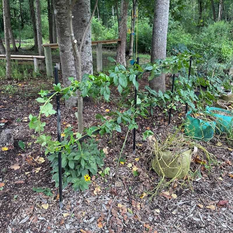 Blackberries After Harvest