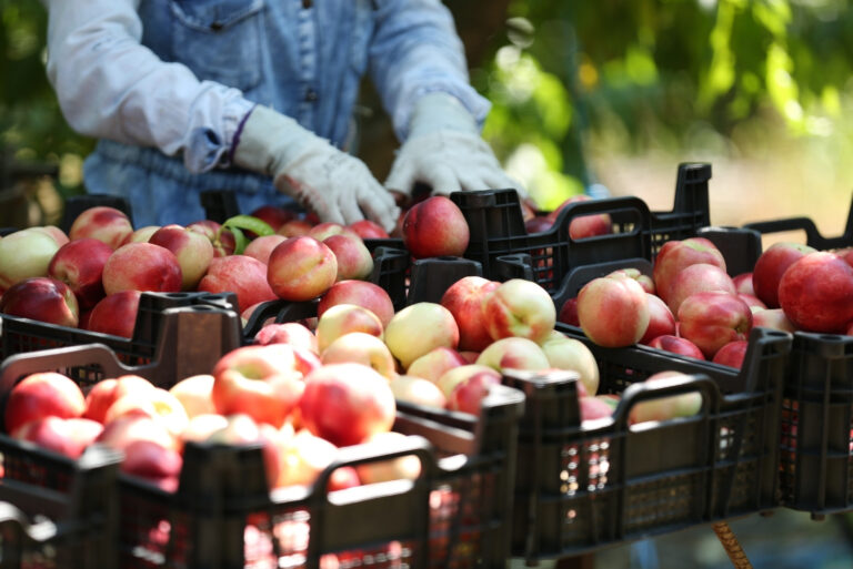Red fresh peach with green leaves (featured image)