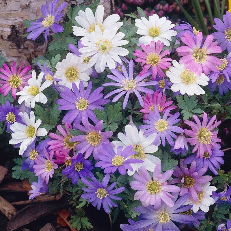 Anemone blanda (Grecian Windflower)