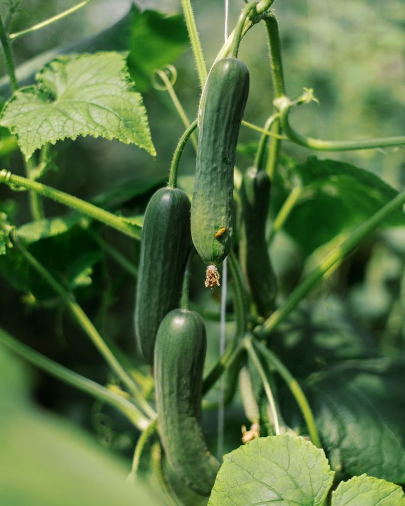 Cucumber Vines For Summer Refreshment