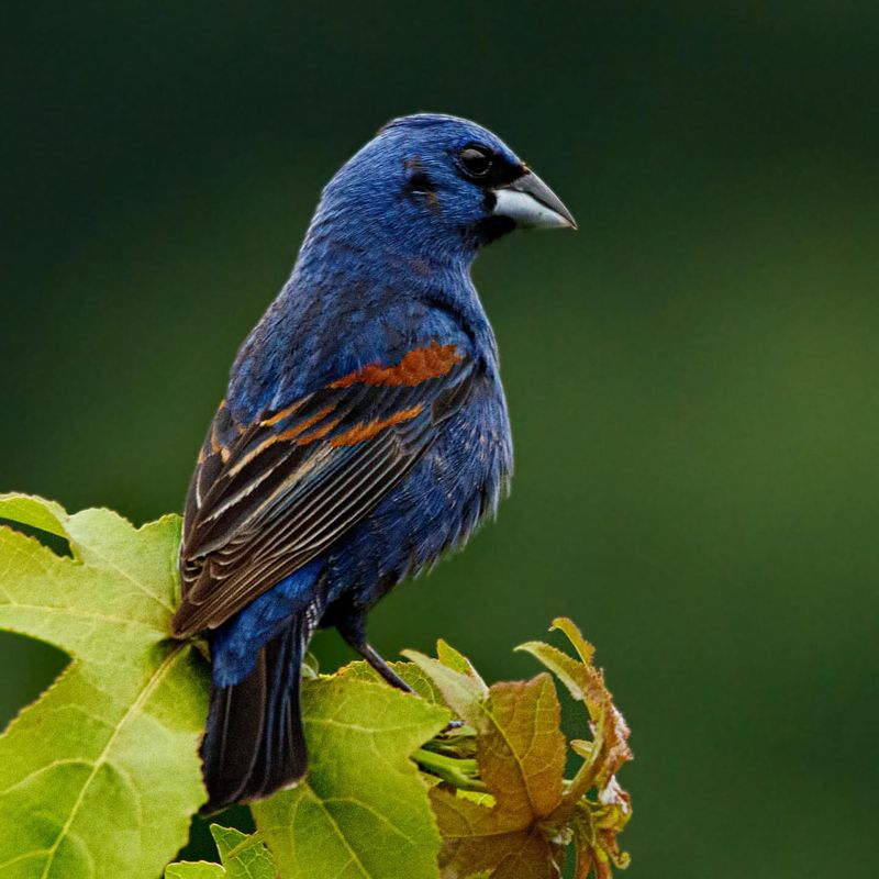 Blue Grosbeak: Navy-Blue Surprise