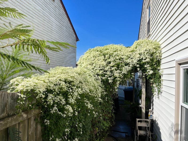 Sweet Autumn Clematis