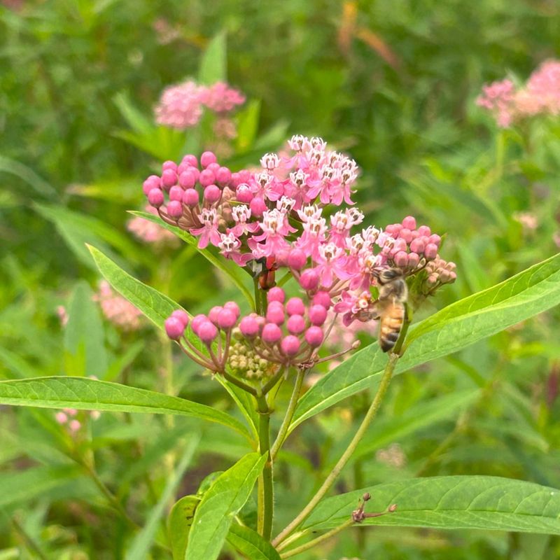 Swamp Milkweed (Asclepias incarnata)
