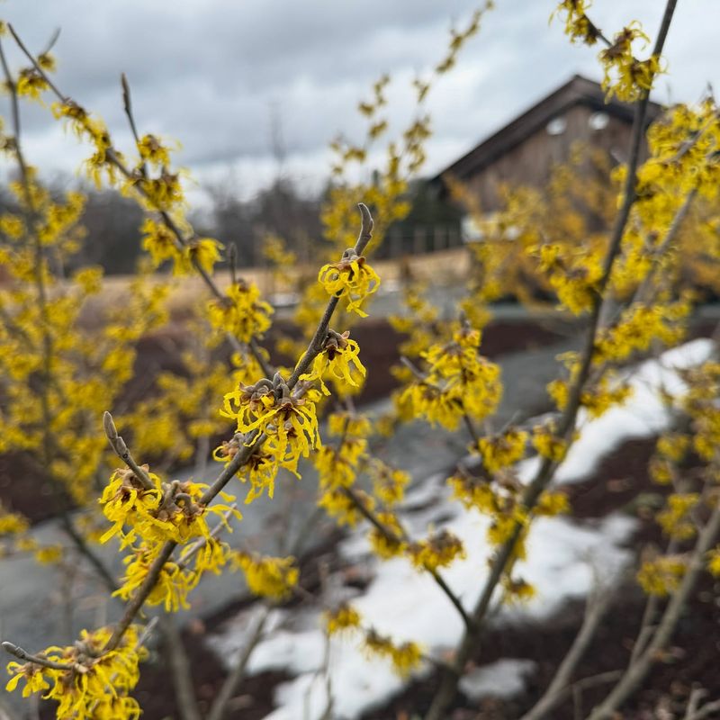 Witch Hazel