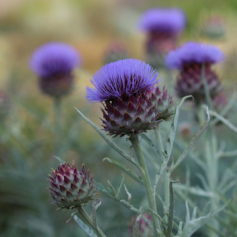 Cardoon