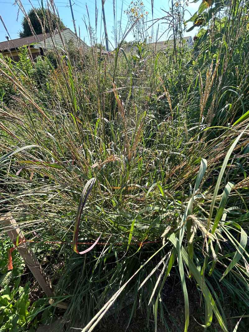 Native Switchgrass: A Home Among Stems
