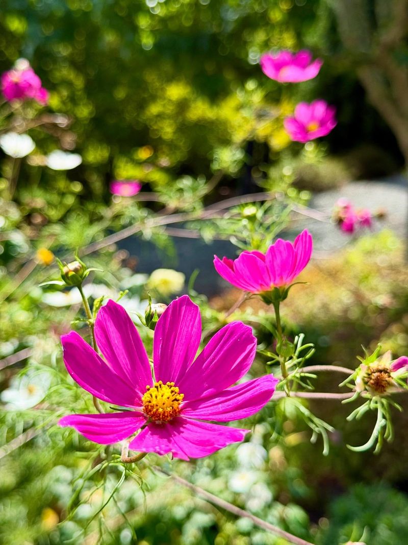Cosmos: Delicate Blooms With Tough Benefits