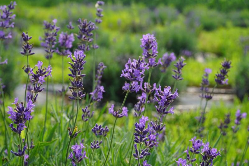 Lavender: Water Rival