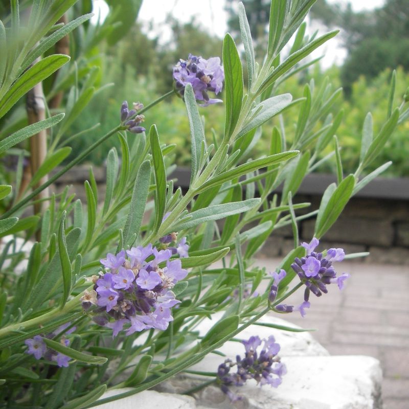 Herb Garden Connects Plants With Practical Uses