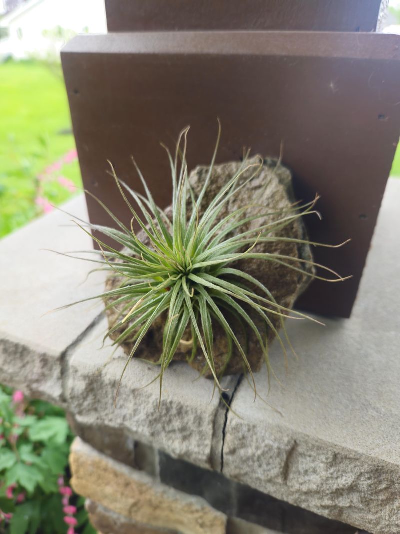 They're Not Actually Indoor Plants Year-Round