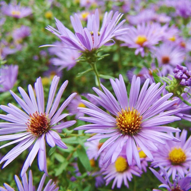 Late-Season Purple Asters