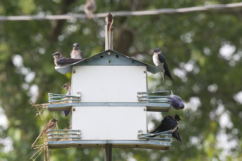 Maintain Proper Housing Management