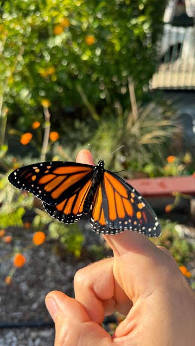 Raise Monarchs Responsibly
