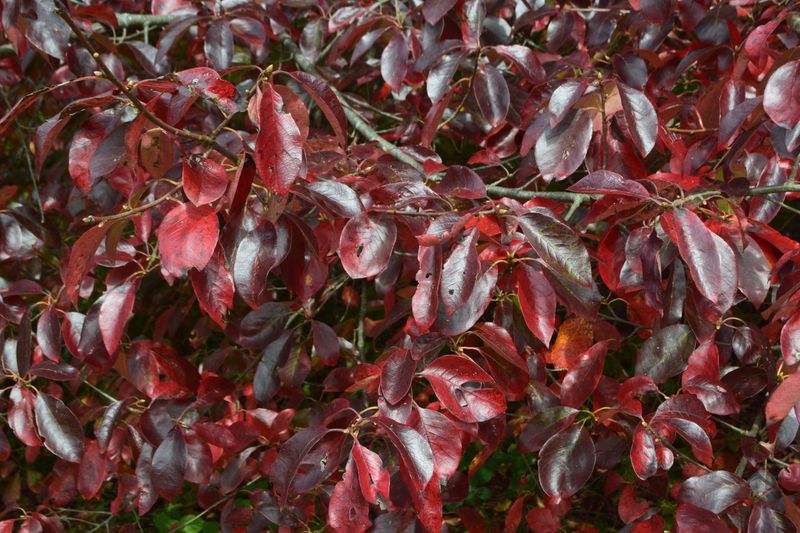 Natural Food Source Over Garden Feeders