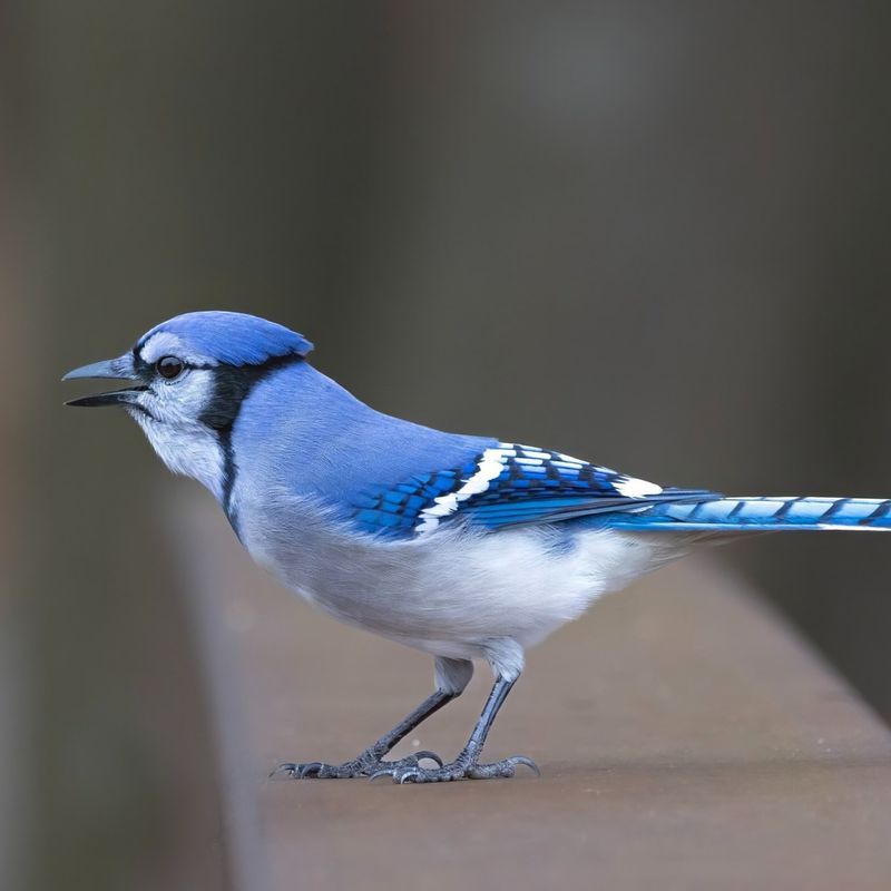 Blue Jays Brightening Garden Corners