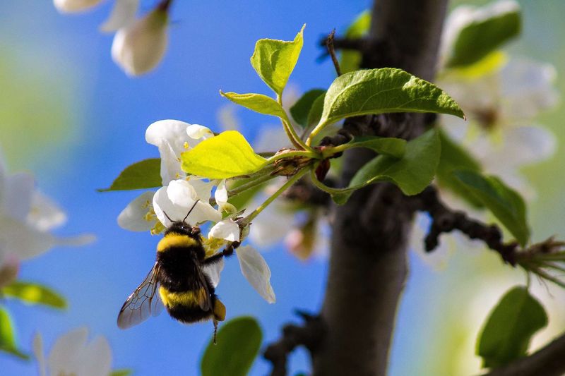 Nectar That Packs A Punch