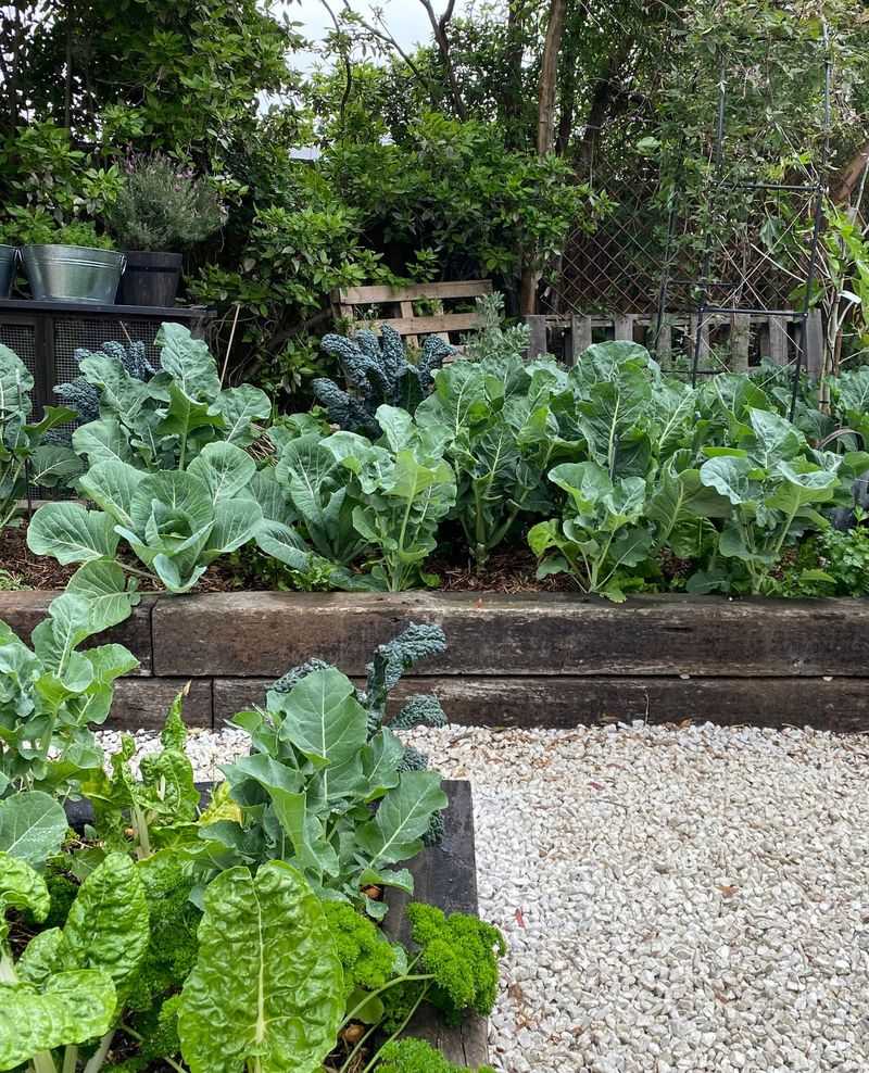 Seasonal Vegetable Rotation