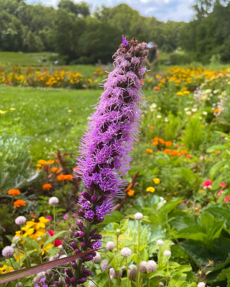 Blazing Star