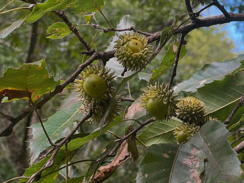 Sawtooth Oak