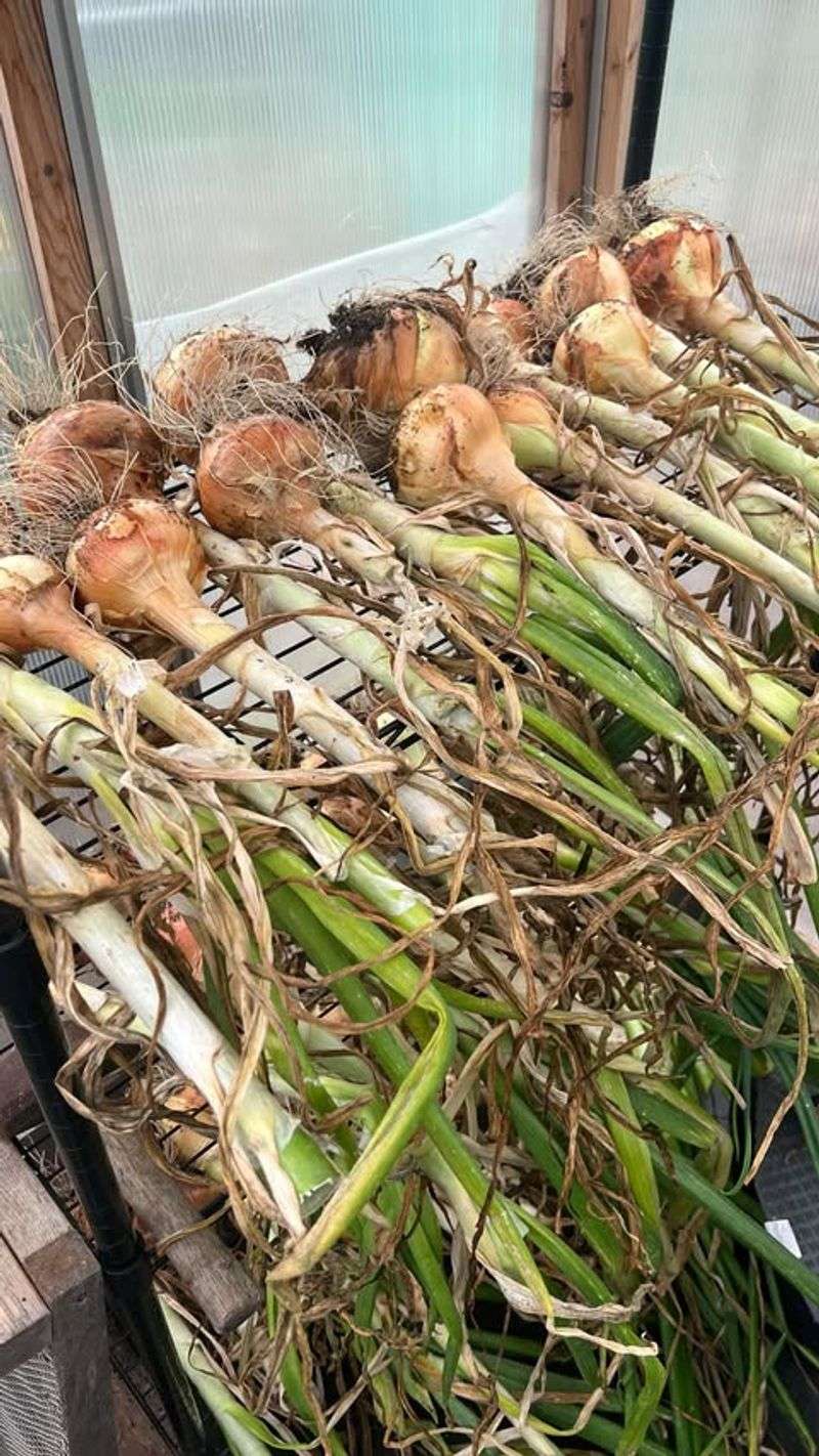 Long-Storing Onions