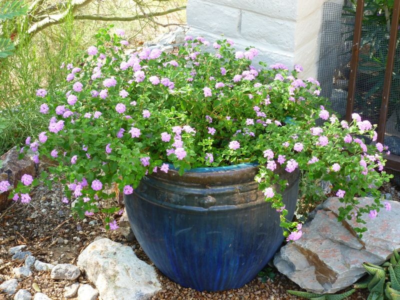 Trailing Lantana