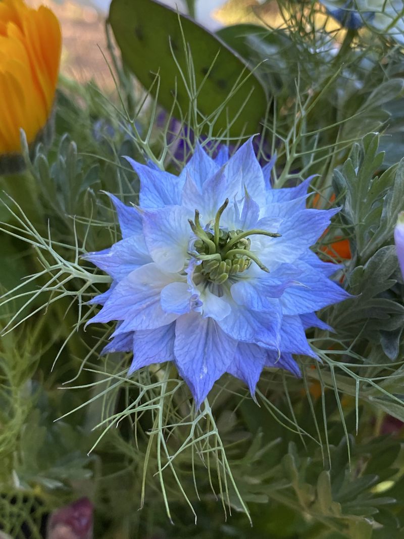 Love-in-a-Mist
