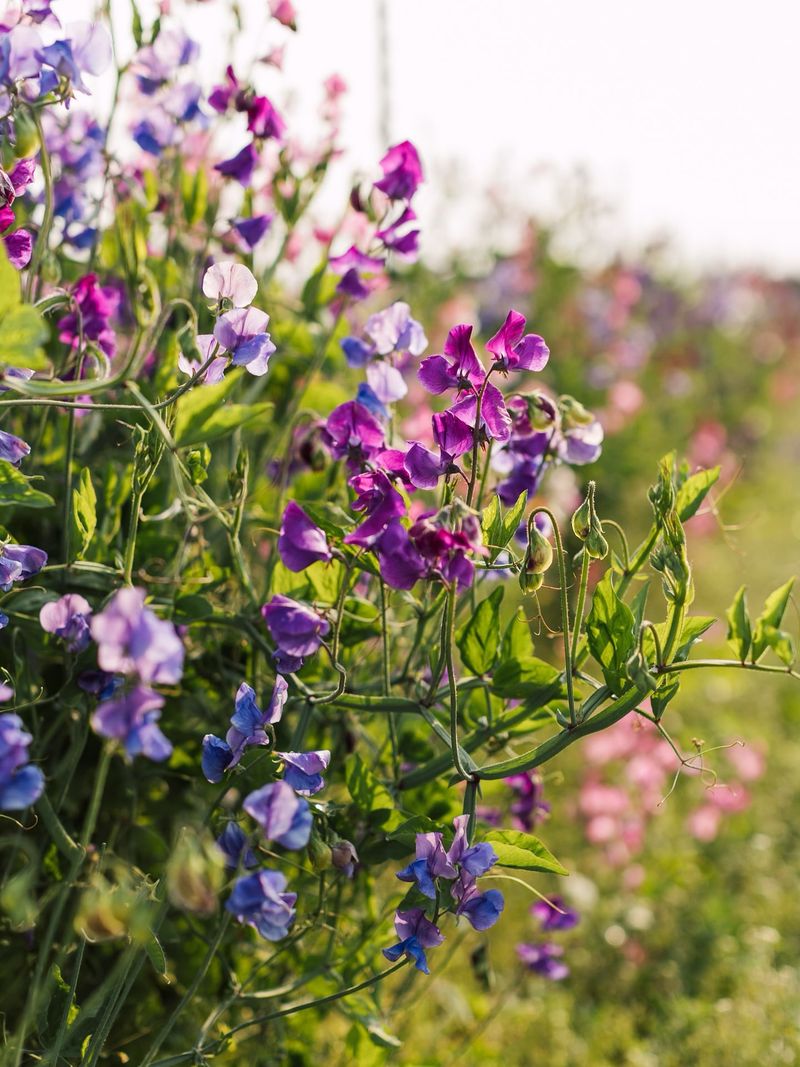 Fragrant Sweet Peas