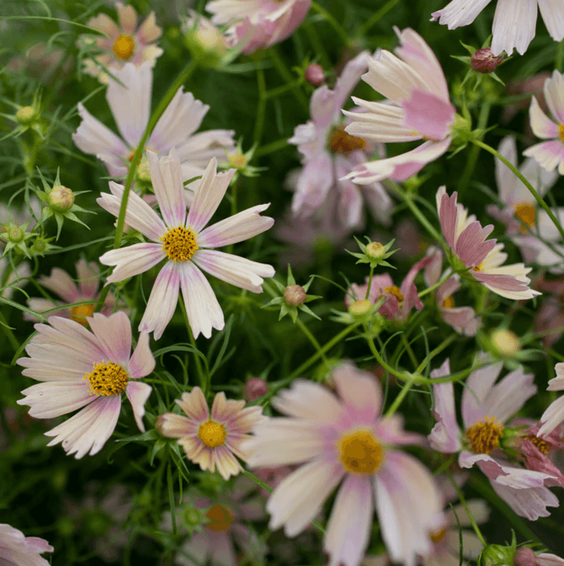 Cosmos Charm for Corn Protection