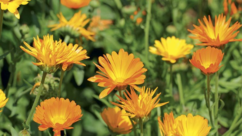 Calendula For Edible Garden Brightness