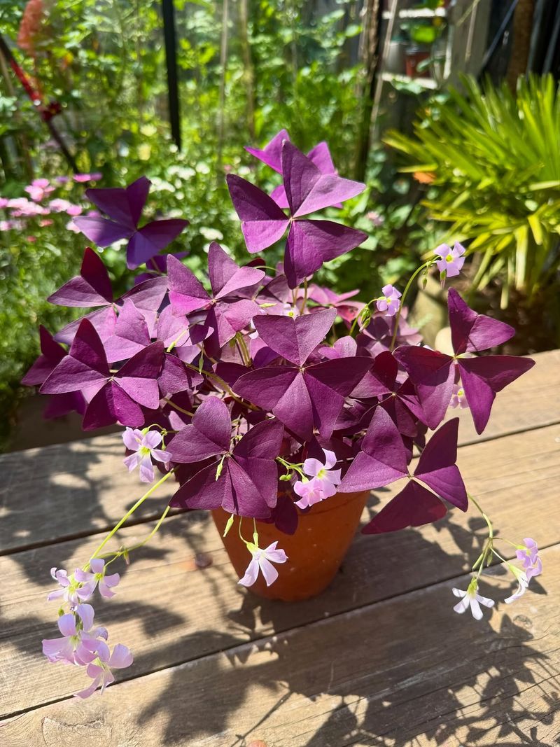 Oxalis: Clover-Like Leaves With Delicate Blooms