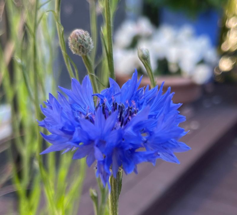 Bachelor's Buttons: Blue Beauties for Beneficial Bugs