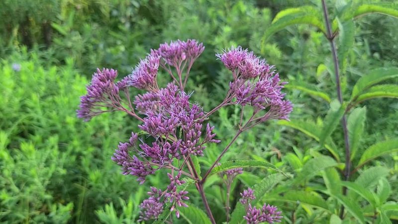 Joe-Pye Weed
