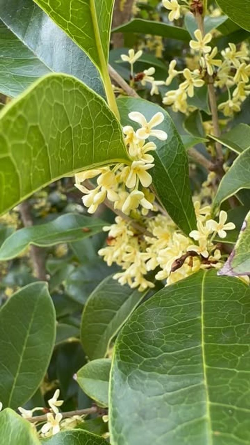 Tea Olive