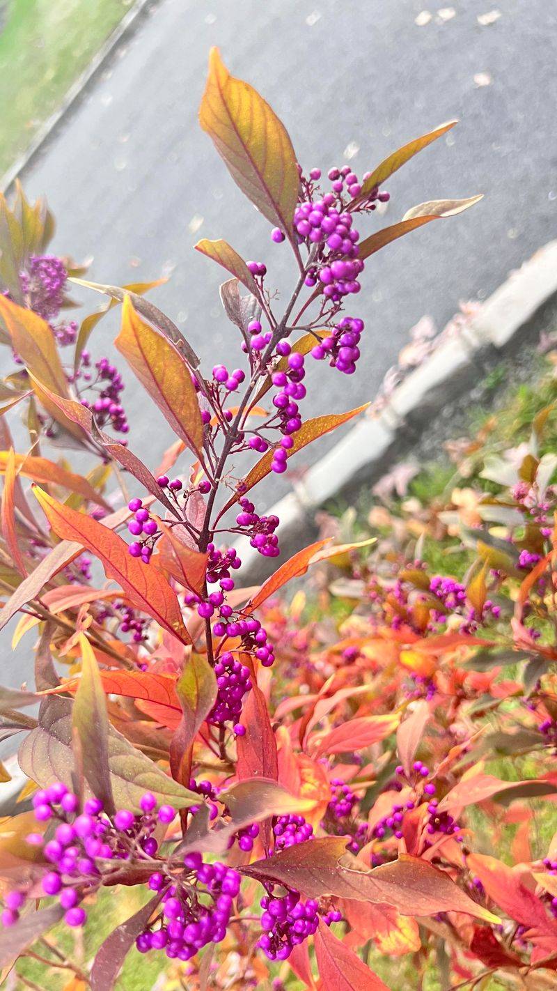Beautyberry