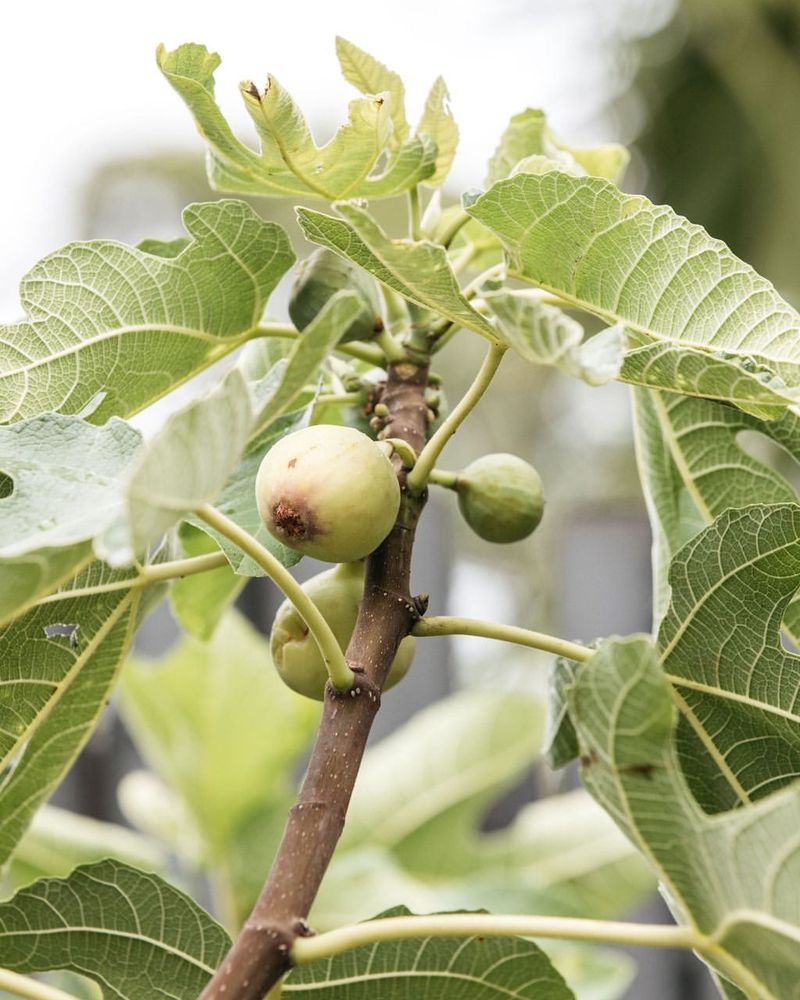 Fussy Fig Failures