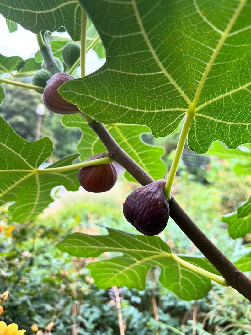 Fig Trees
