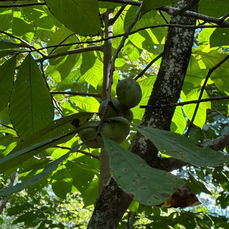 Pawpaw Trees: Native But Finicky