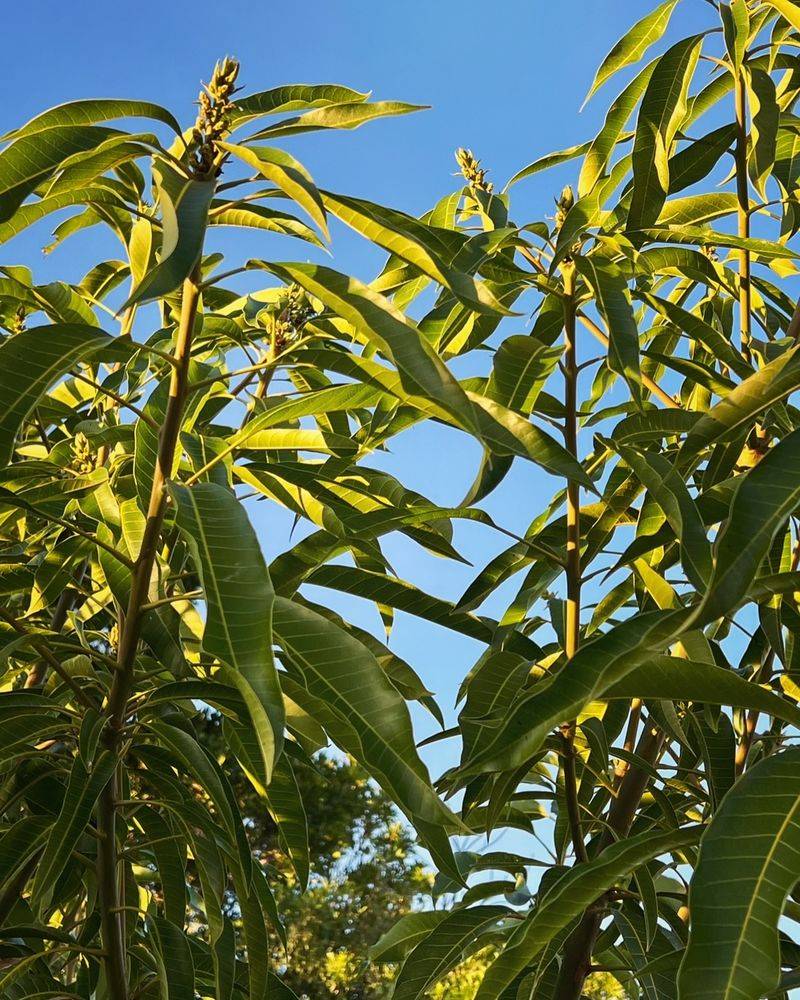Mango Trees