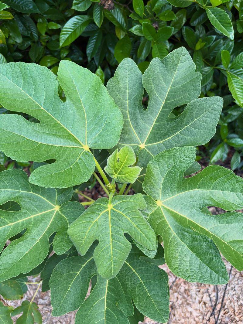 Fig Varieties (Non-Cold Hardy)