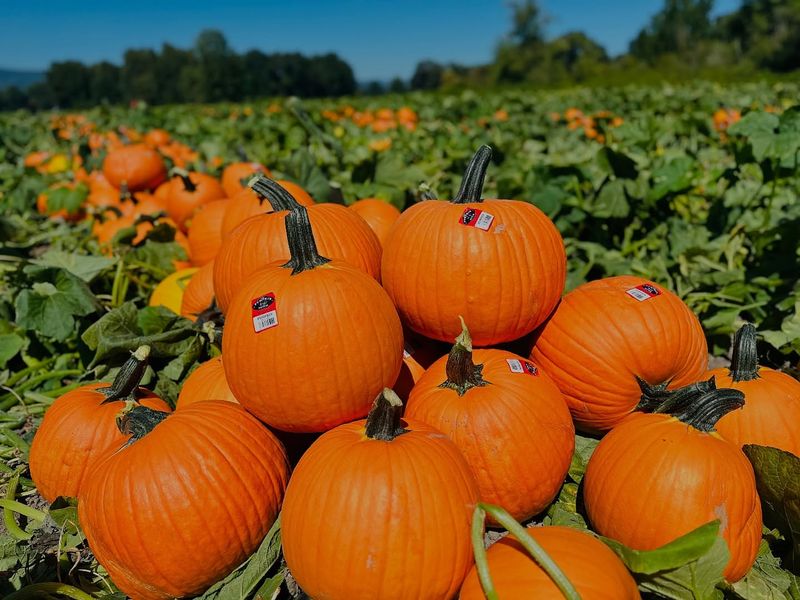 Pumpkins: Fall's Orange Champions