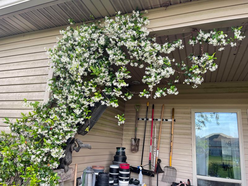 Confederate Jasmine