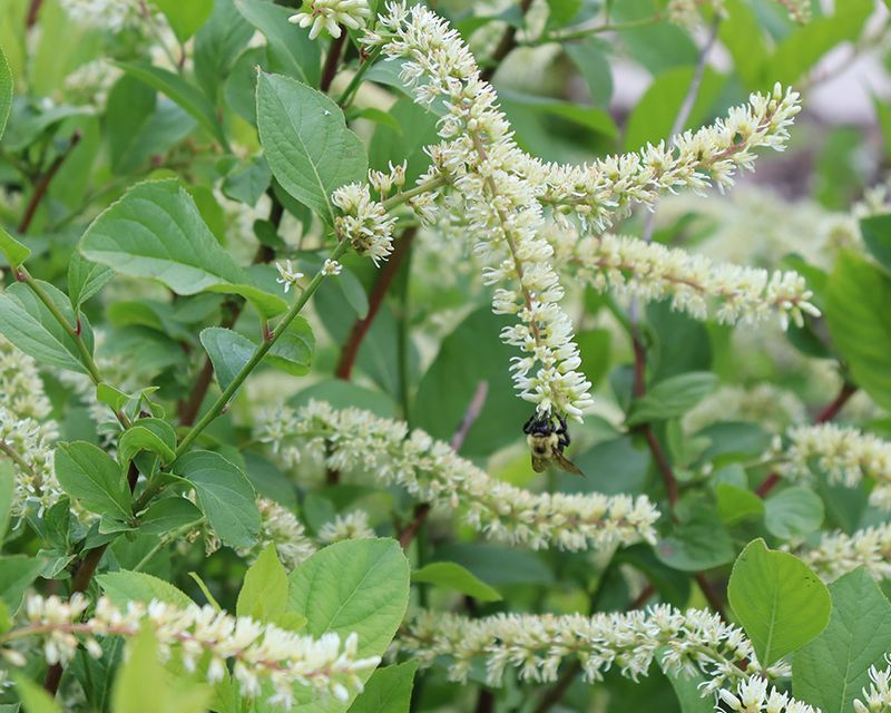 Virginia Sweetspire