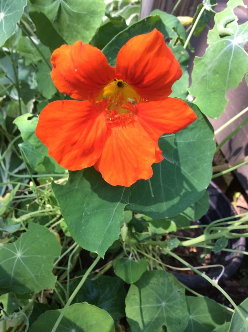 Nasturtium