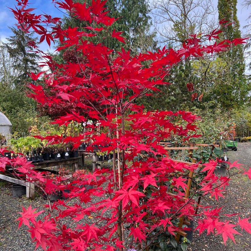 Japanese Maple