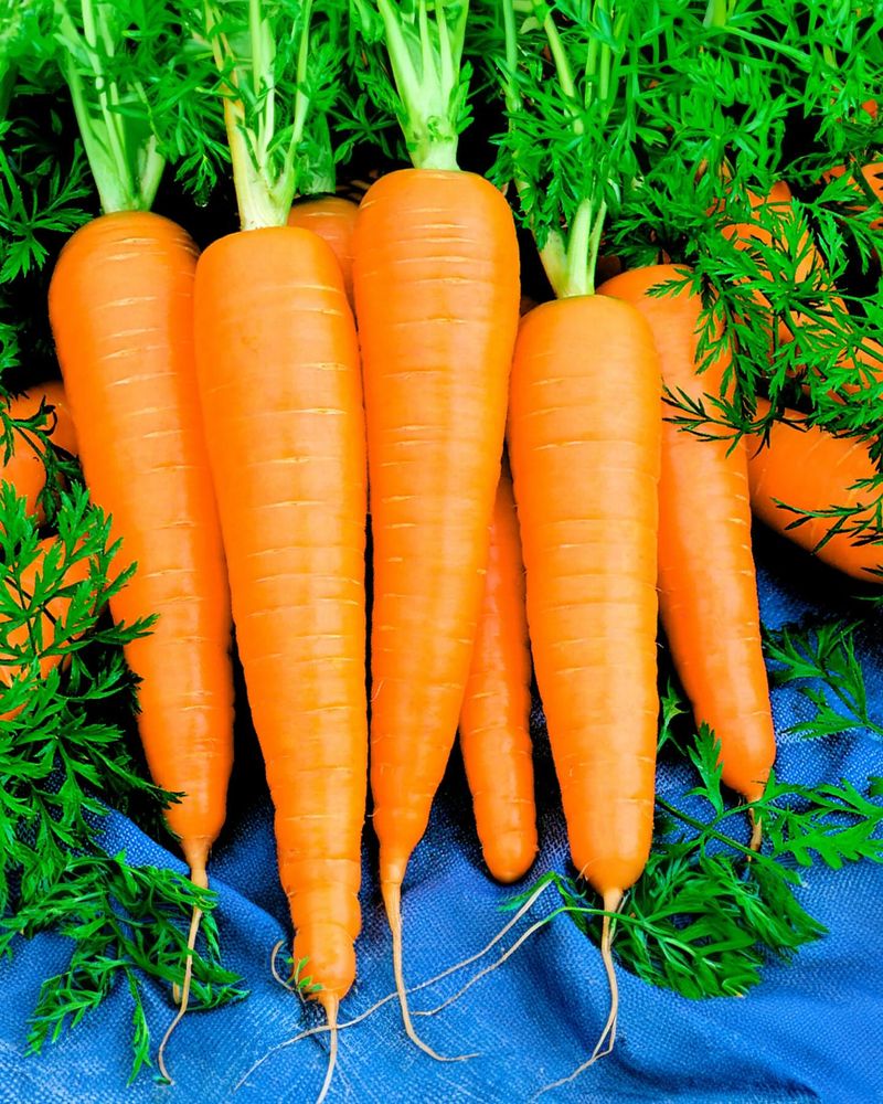 Carrots: Underground Sweetness