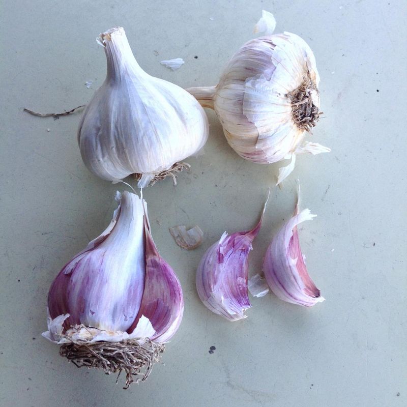 Garlic Clove Comeback