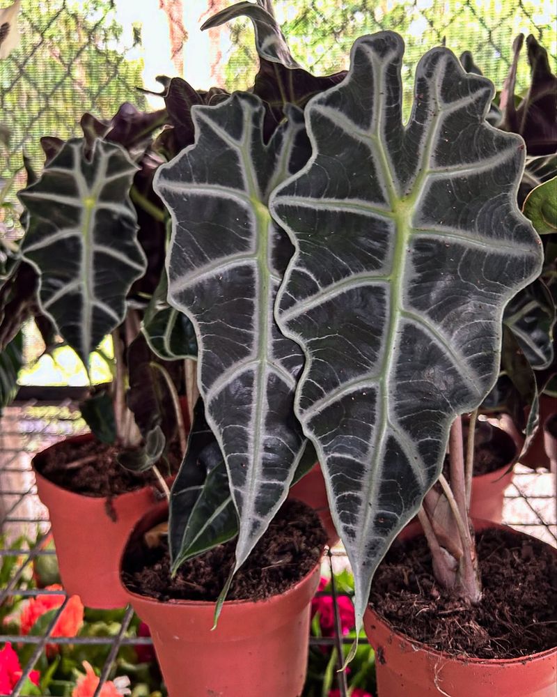 Alocasia 'Polly'