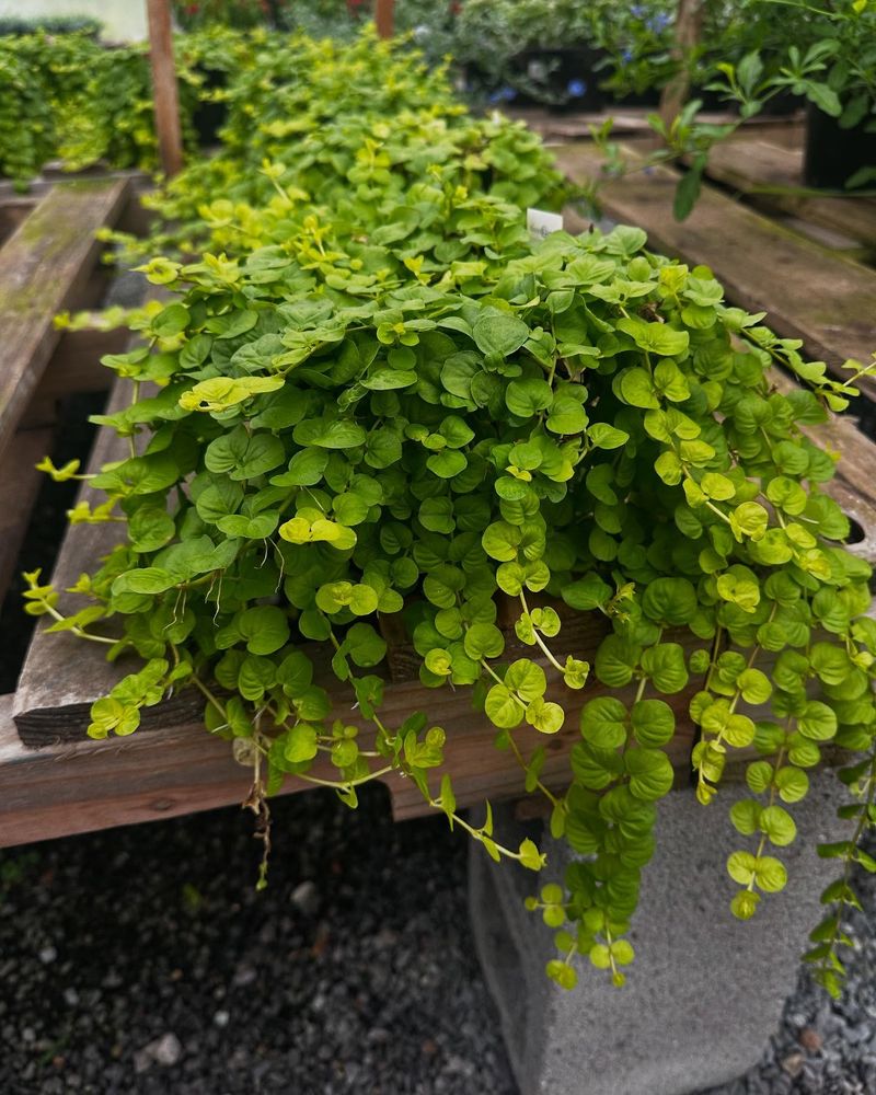 Creeping Jenny