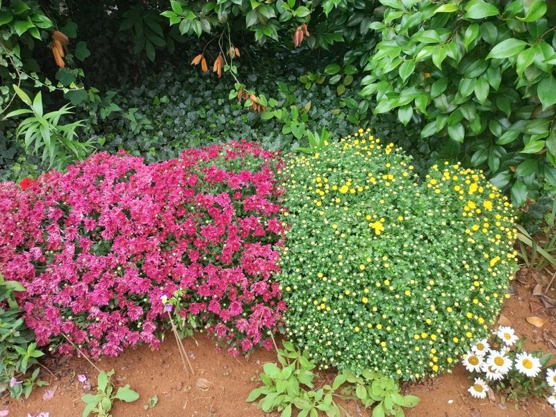 Rosemary and Fall Chrysanthemums