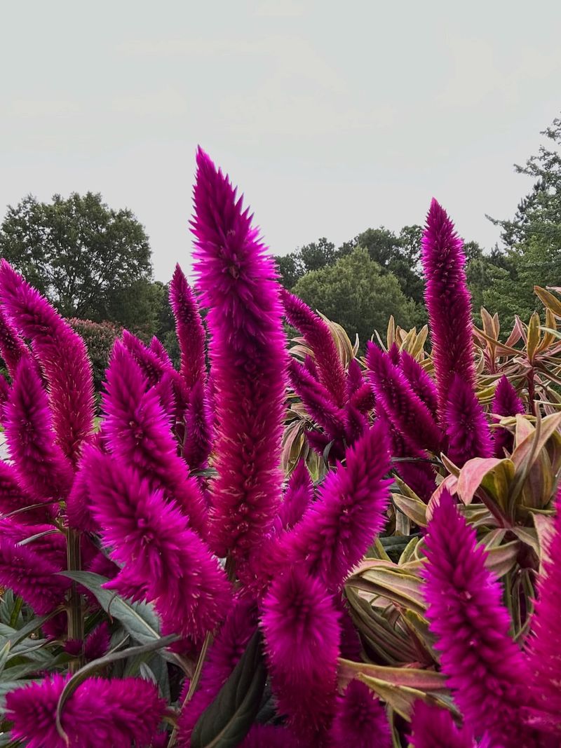 Celosia